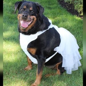 Frisco Wedding Rosette Dog Dress Harness – XXL/XXXL, Removable Skirt